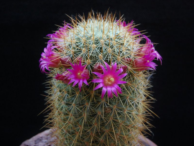 Mammillaria rekoi ssp. aureispina LAU 1055
