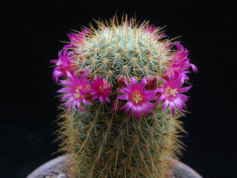 Mammillaria rekoi ssp. aureispina LAU 1055