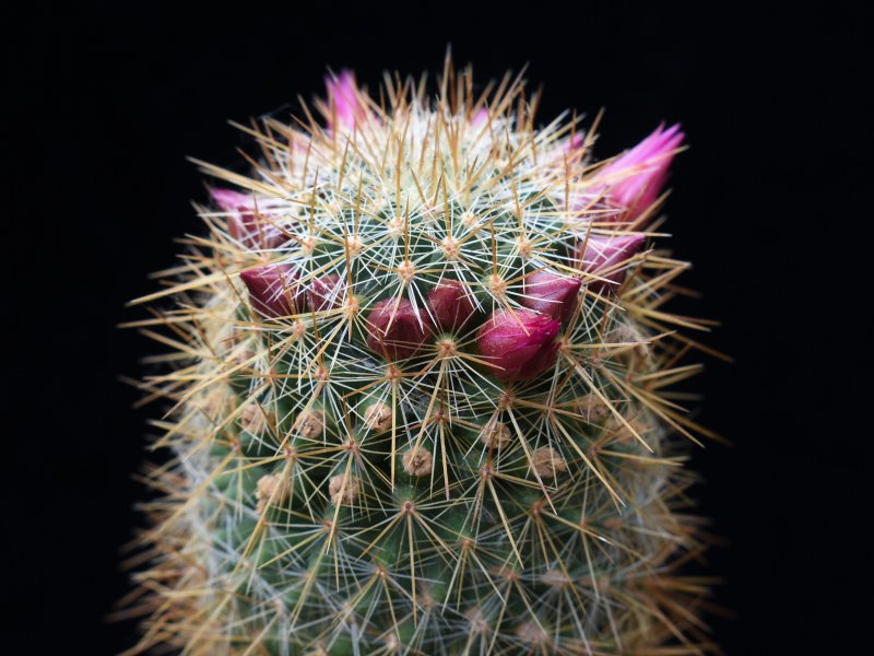 Mammillaria rekoi ssp. aureispina LAU 1055