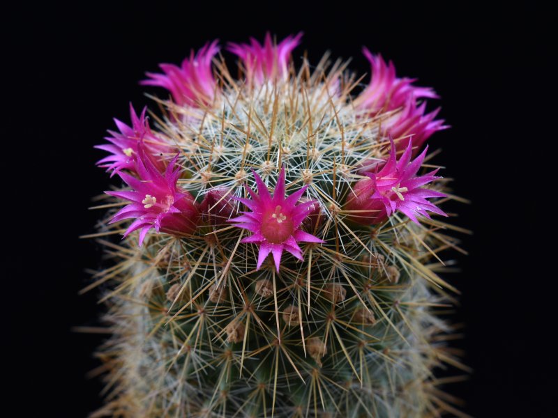 Mammillaria rekoi ssp. aureispina LAU 1055