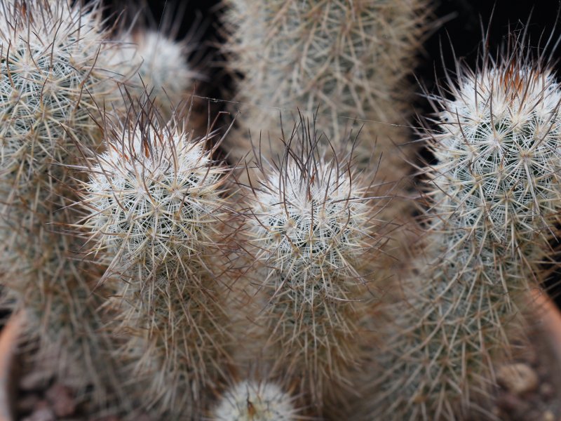 Mammillaria pottsii SB 429