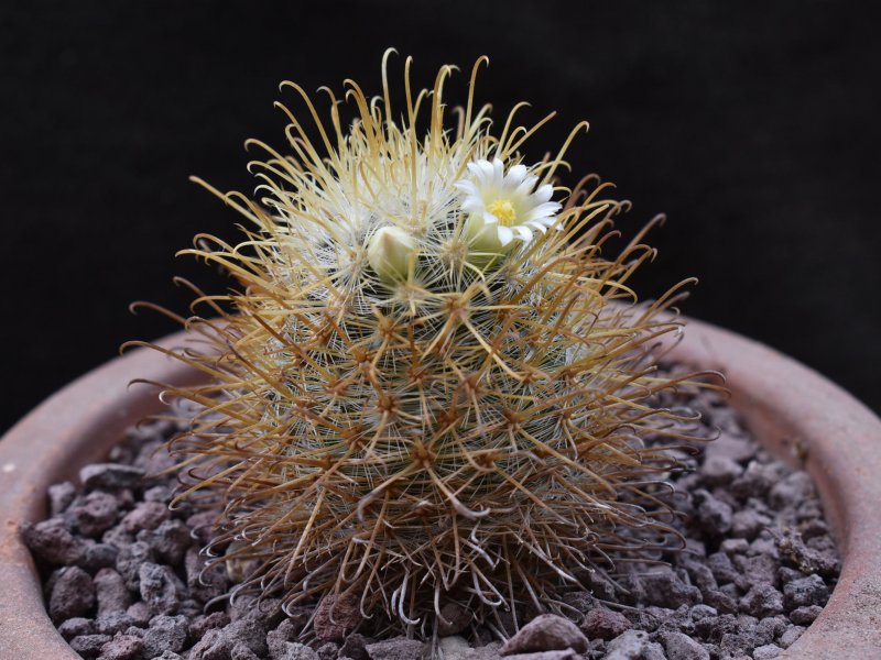 Mammillaria cowperae P 456