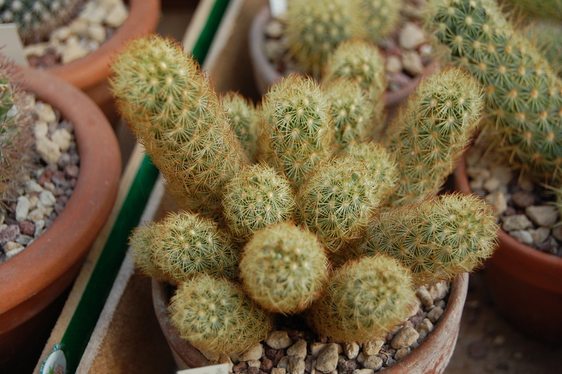 Mammillaria elongata ssp. echinaria SB 555