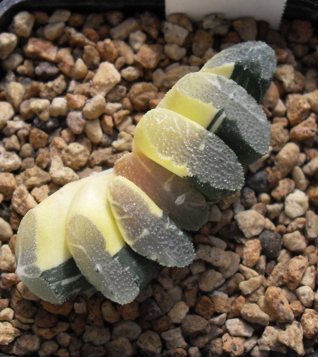 haworthia truncata f. variegata