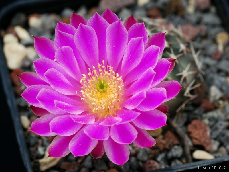 Echinocereus  pulchellus 