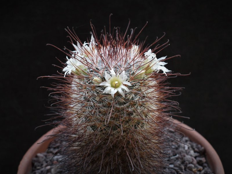 Mammillaria moelleriana ROG 003a