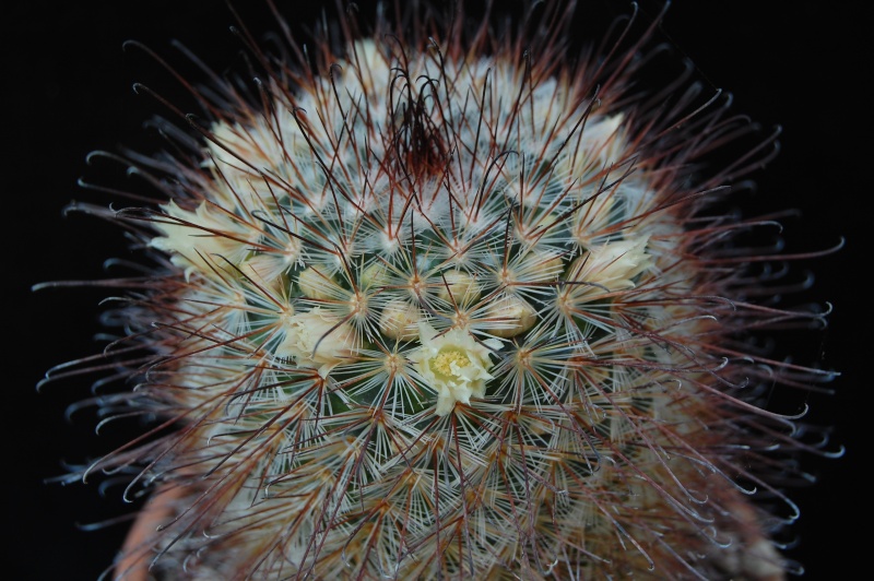 Mammillaria moelleriana ROG 003a