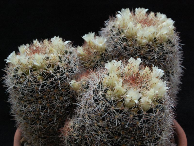 Mammillaria picta LAU 1063