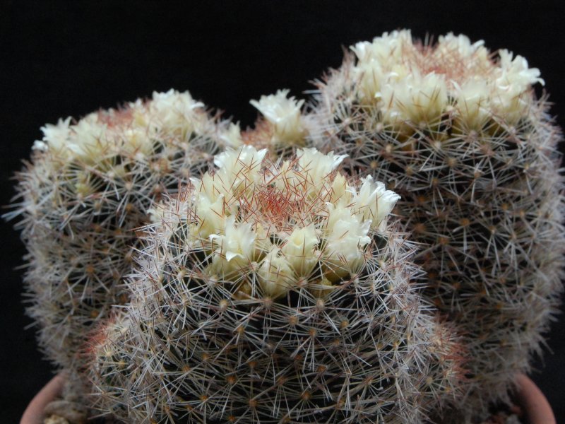 Mammillaria picta LAU 1063