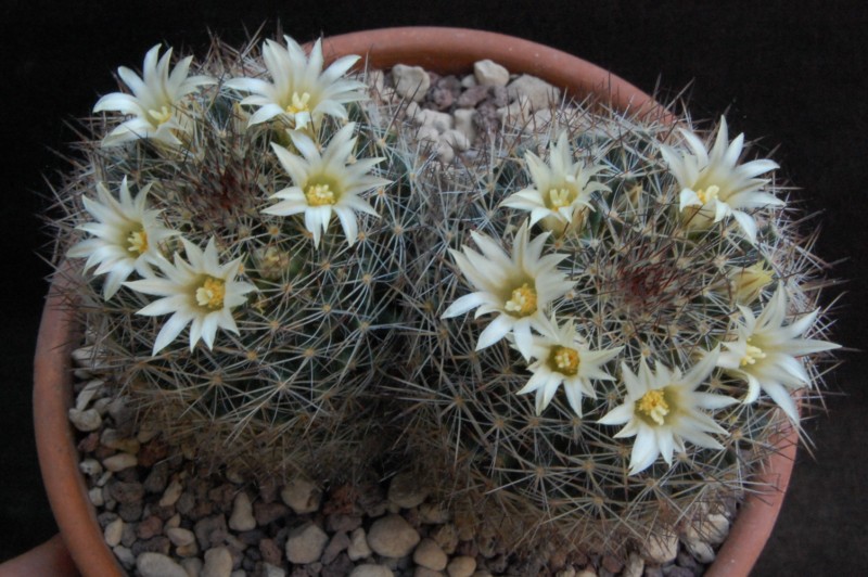 Mammillaria picta SB 944