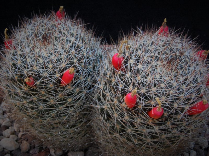 Mammillaria picta SB 944