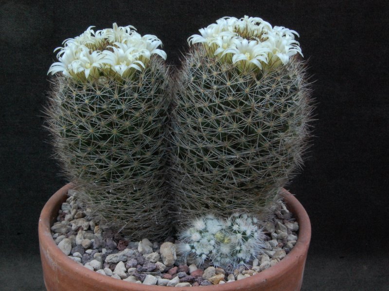 mammillaria picta f. monstruosa