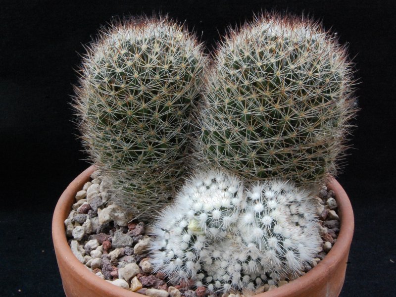 Mammillaria picta f. monstruosa SB 944