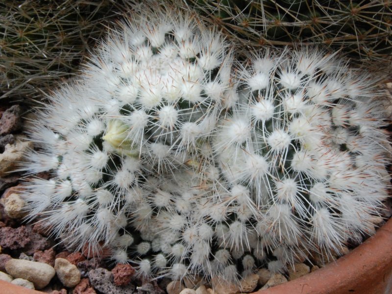 Mammillaria picta f. monstruosa SB 944