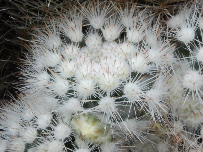 Mammillaria picta f. monstruosa SB 944