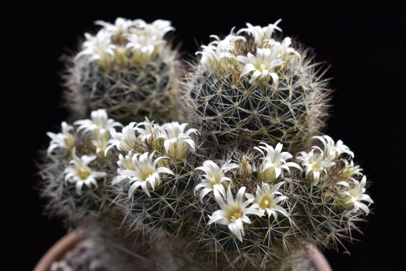 Mammillaria picta SB 944