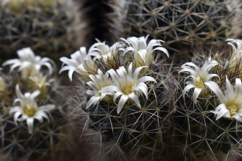 Mammillaria picta SB 944