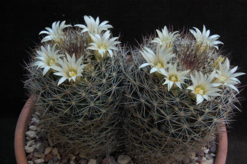 Mammillaria picta SB 944