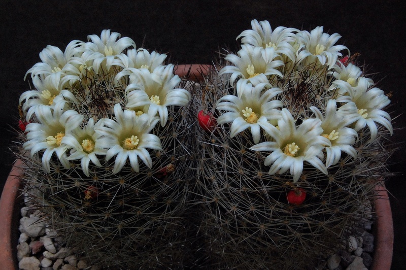 Mammillaria picta SB 944