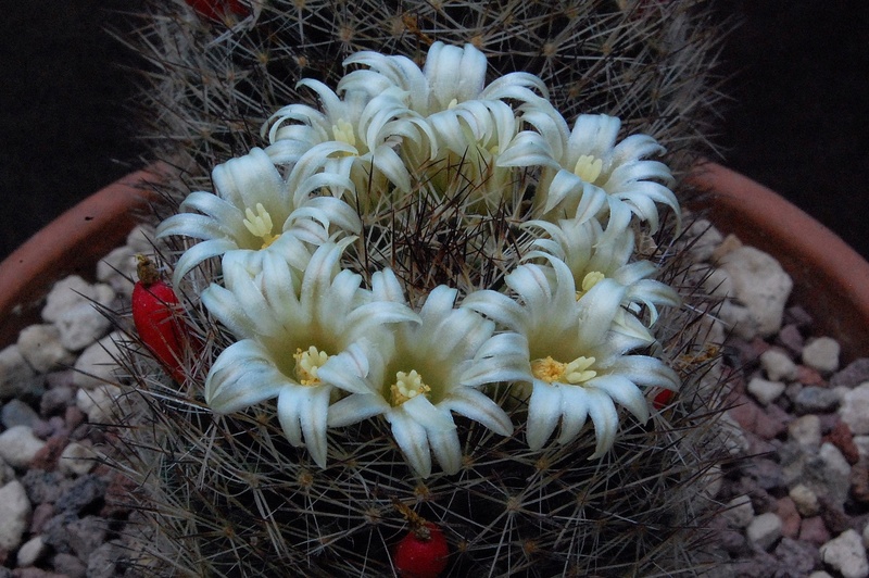 Mammillaria picta SB 944