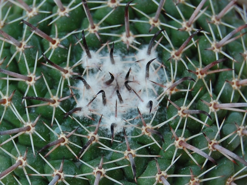 Mammillaria uncinata SB 316