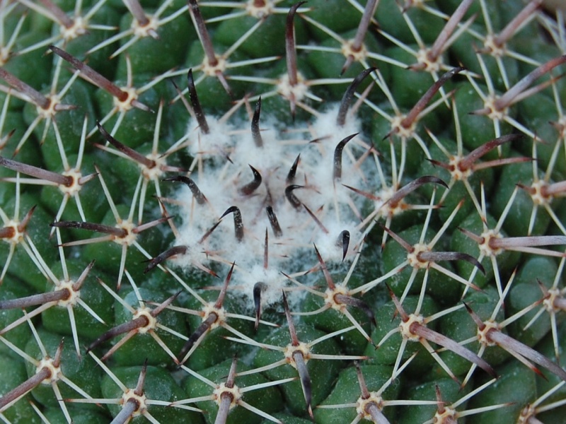 Mammillaria uncinata SB 316