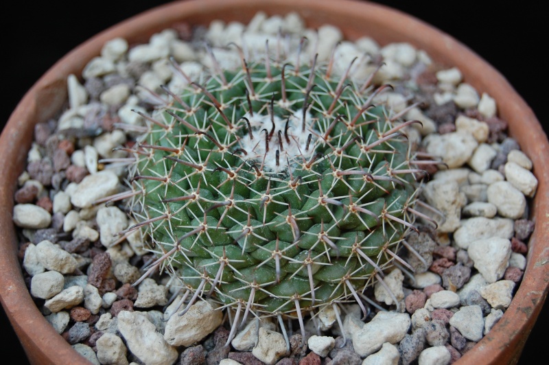 Mammillaria uncinata SB 316