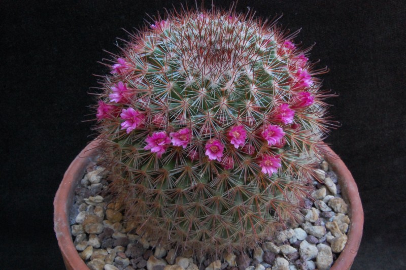 Mammillaria supraflumen ML 295