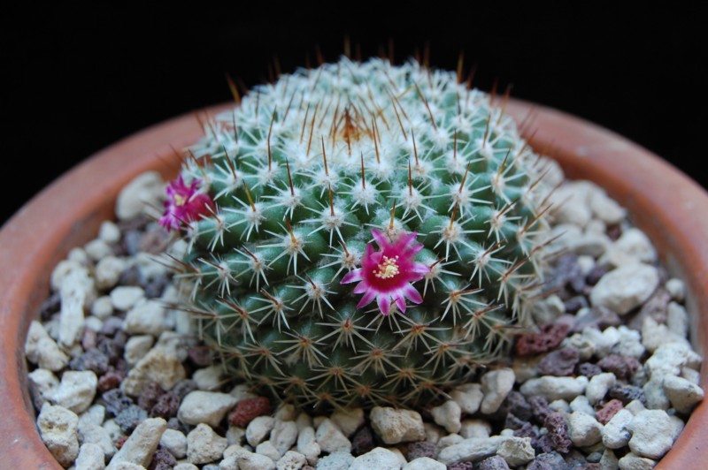 Mammillaria lanigera v. juxtlahuacensis TL 205