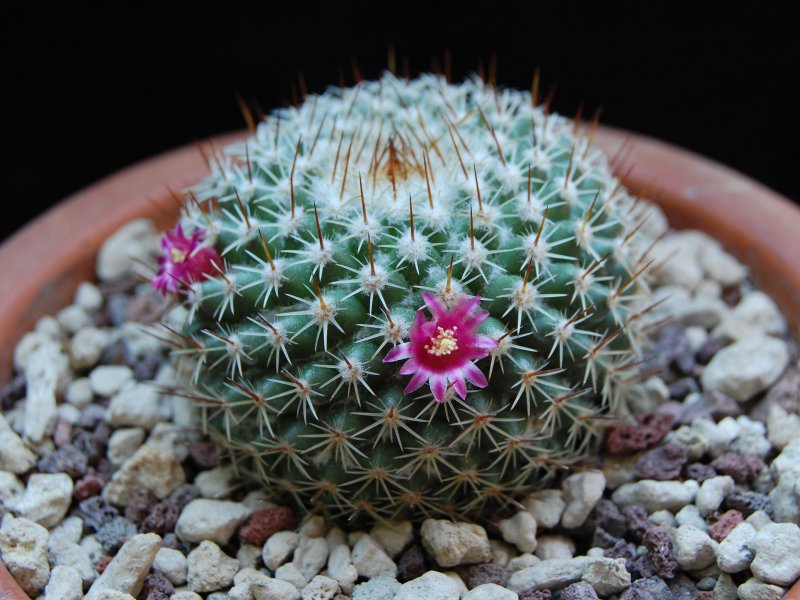 Mammillaria albilanata ssp. oaxacana TL 205