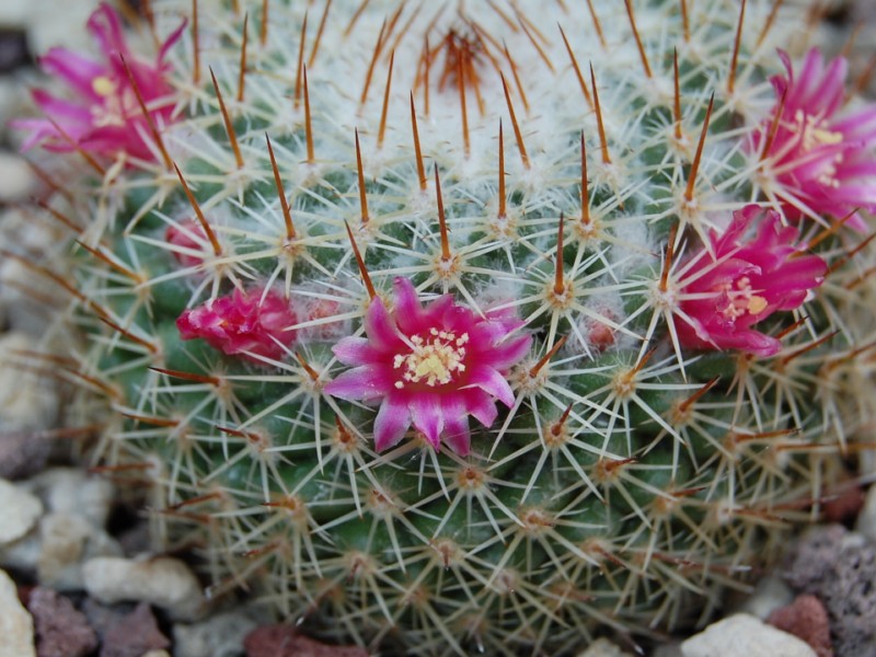 Mammillaria lanigera v. juxtlahuacensis TL 205