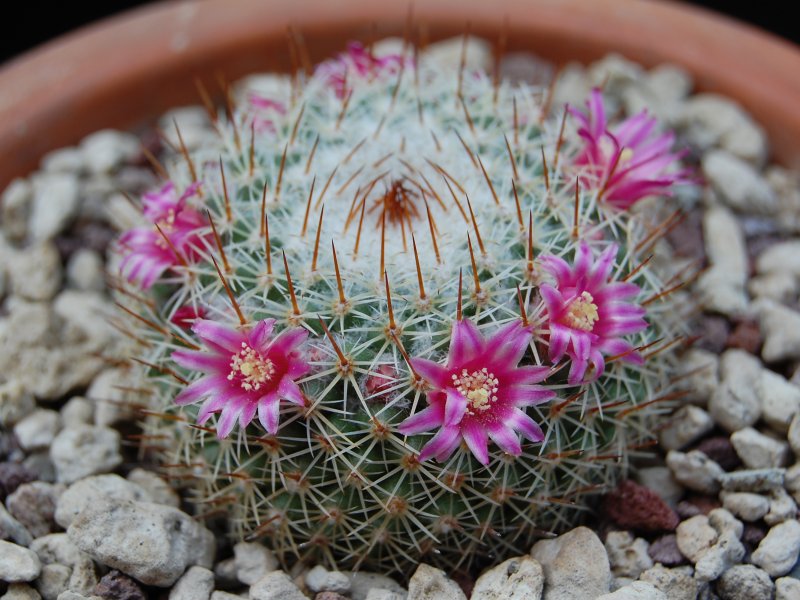 Mammillaria albilanata ssp. oaxacana TL 205