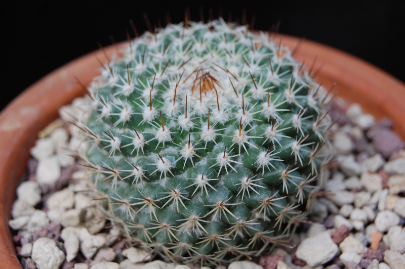 Mammillaria albilanata ssp. oaxacana TL 205