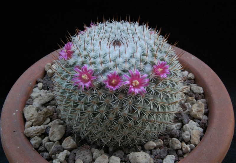 Mammillaria albilanata ssp. oaxacana TL 205