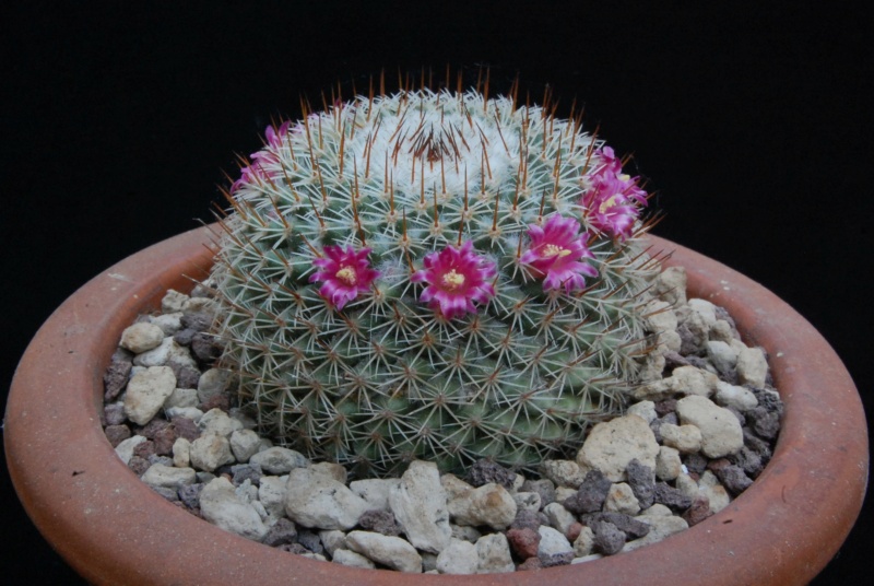 Mammillaria albilanata ssp. oaxacana TL 205