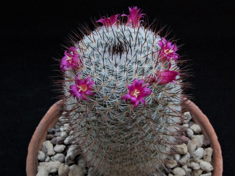 Mammillaria monticola ROG 71