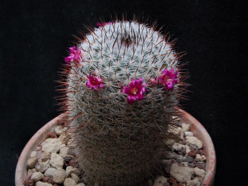 Mammillaria monticola ROG 71