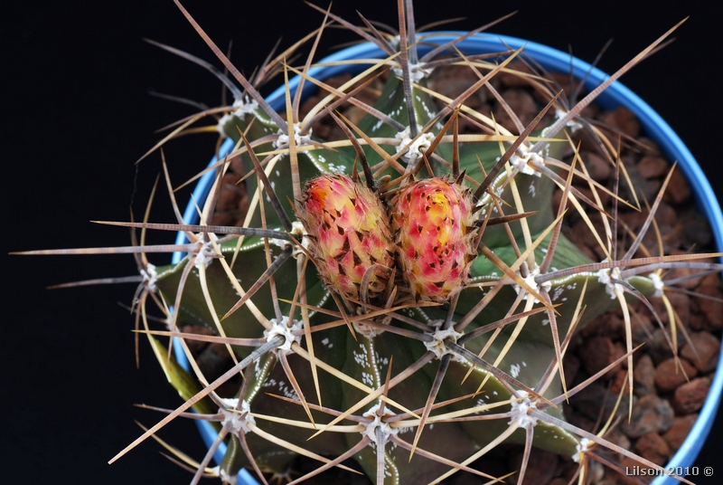 Astrophytum ornatum 