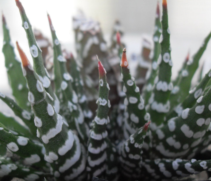 haworthia attenuata cv. donut