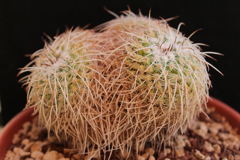 Mammillaria parkinsonii 