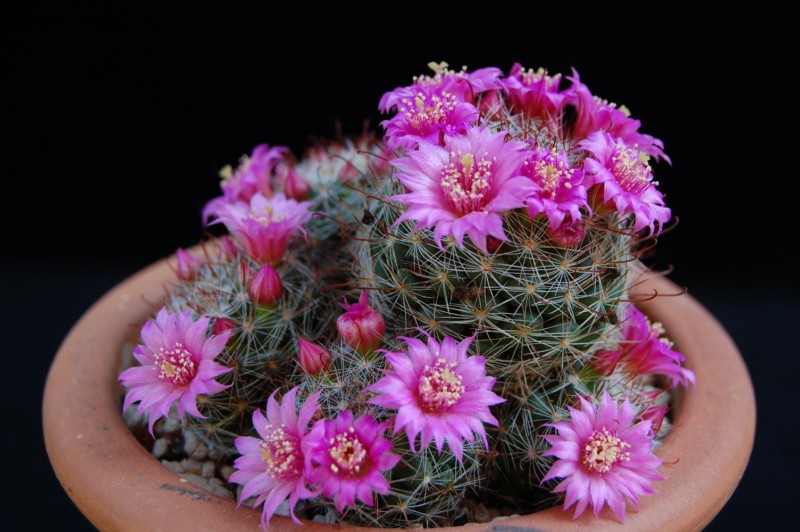 Mammillaria zeilmanniana 