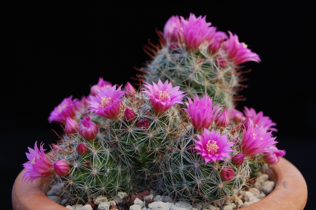 Mammillaria zeilmanniana 