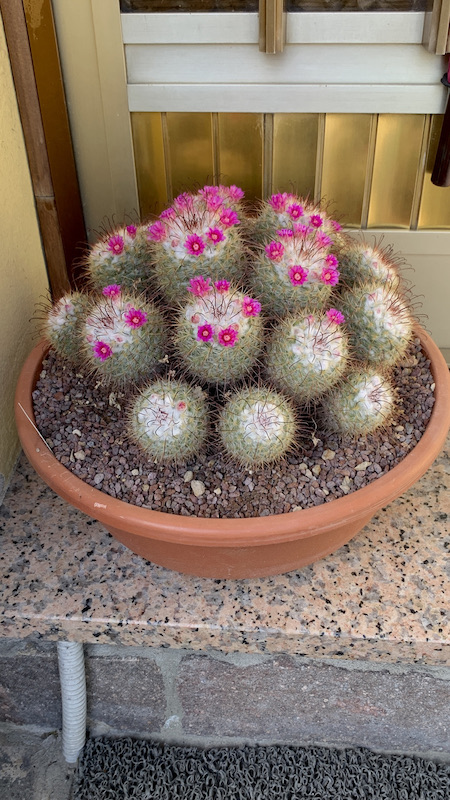 Mammillaria bombycina  