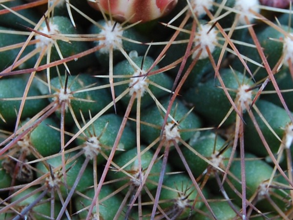 Mammillaria heyderi ssp. gummifera 