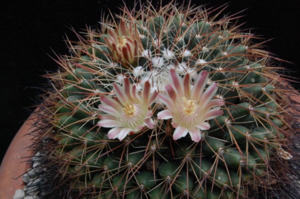 Mammillaria heyderi ssp. gummifera 