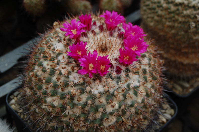 Mammillaria hertrichiana forma LAU 86