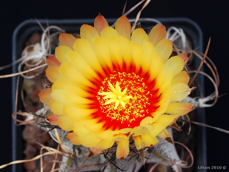 Astrophytum capricorne v. niveum 