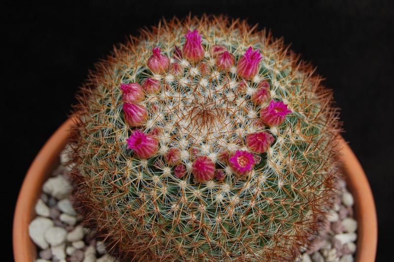 Mammillaria wiesingeri 