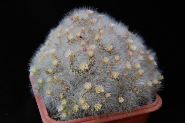 Mammillaria scheinvariana 