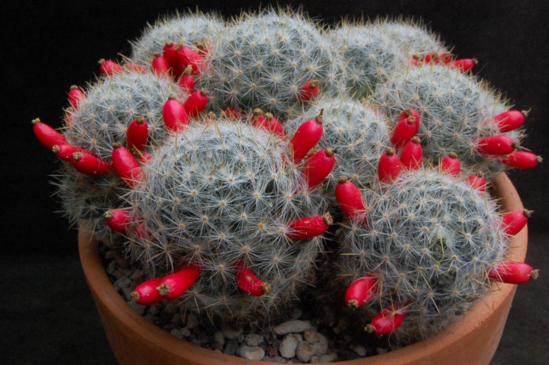 Mammillaria prolifera SB 1577